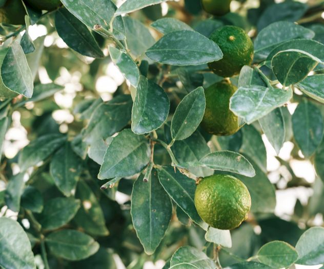 A lush shrub with small oval green leaves and a few round green fruits hanging from thin branches, basking in sunlight.